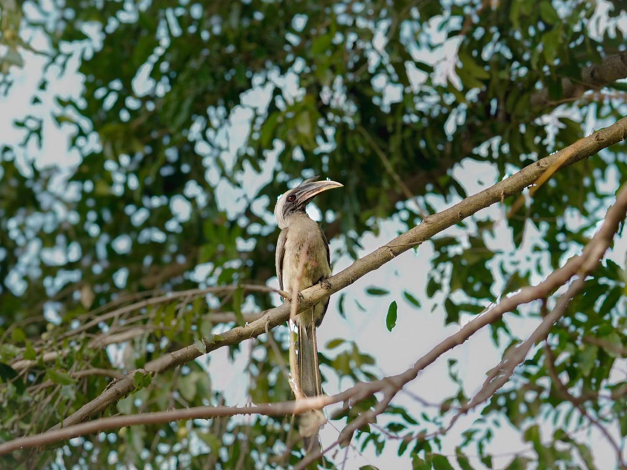 Aahana Resort - Jim Corbett Rāmnagar Exterior foto